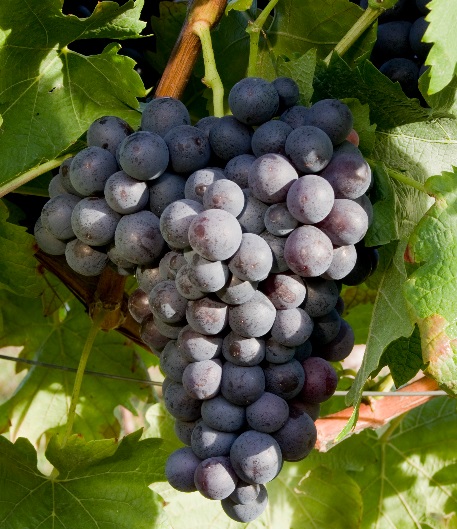 德国葡萄酒不等于雷司令:细数德国主要的葡萄酒类型 德国葡萄酒不等于雷司令:细数德国主要的葡萄酒类型