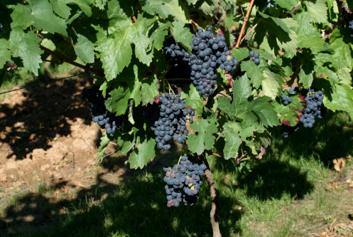 葡萄酒速成课堂:带你认识佳丽酿 葡萄酒速成课堂:带你认识佳丽酿