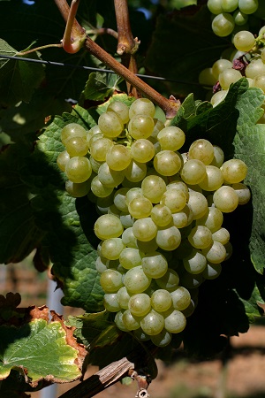 多姿多彩白诗南,你有多了解它?