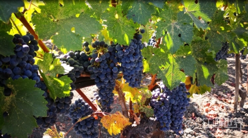 关于作品一号,你不可不知的8个小知识 关于作品一号,你不可不知的8个小知识