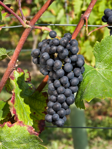 天蝎座与黑皮诺的不解之缘 天蝎座与黑皮诺的不解之缘