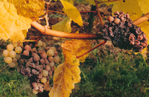 酿造甜葡萄酒的4种方法 酿造甜葡萄酒的4种方法