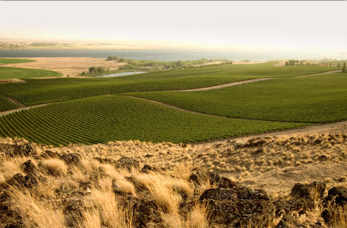 美国华盛顿州葡萄酒探秘 美国华盛顿州葡萄酒探秘