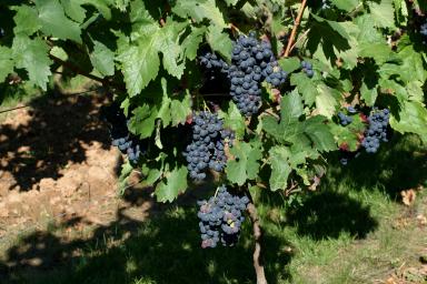 探索阿根廷的马尔贝克 探索阿根廷的马尔贝克