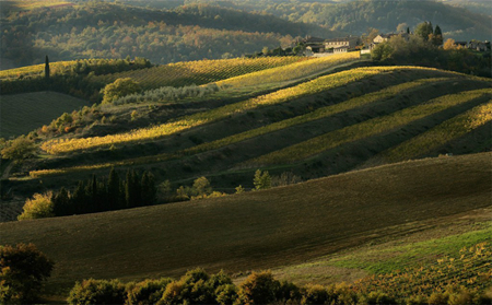 “黑公鸡”的诱惑——经典基安帝葡萄酒 “黑公鸡”的诱惑——经典基安帝葡萄酒