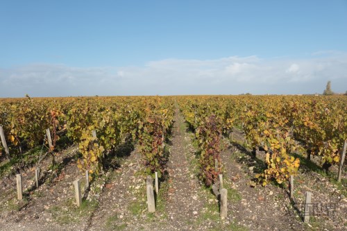 开花期:决定葡萄园收成的关键 开花期:决定葡萄园收成的关键