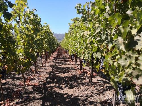 葡萄酒产区那么多,我想去看看 葡萄酒产区那么多,我想去看看