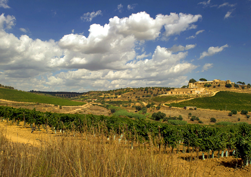 备受瞩目的黑珍珠葡萄酒 备受瞩目的黑珍珠葡萄酒