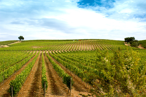 意大利三大顶级产区,你都认识吗? 意大利三大顶级产区,你都认识吗?