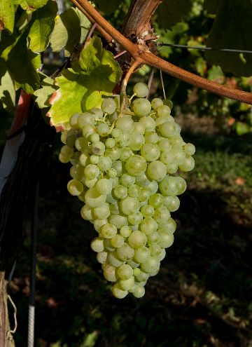 普洛赛克的简易指南 普洛赛克的简易指南