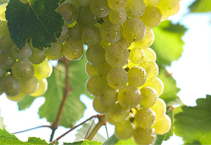走进德国白葡萄品种 走进德国白葡萄品种