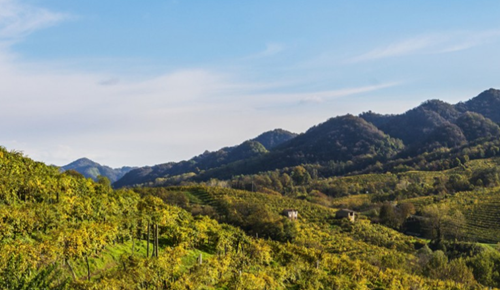 意大利三大顶级产区,你都认识吗? 意大利三大顶级产区,你都认识吗?