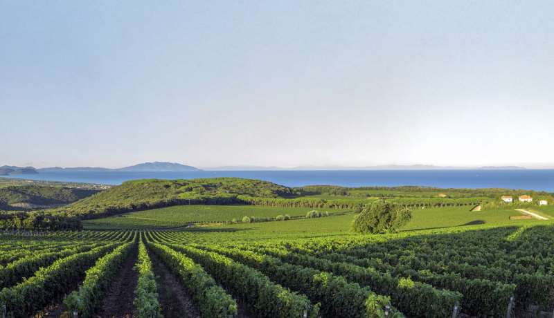 意大利三大顶级产区,你都认识吗? 意大利三大顶级产区,你都认识吗?