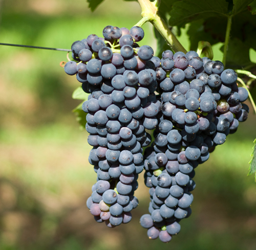 澳洲西拉葡萄历史 澳洲西拉葡萄历史