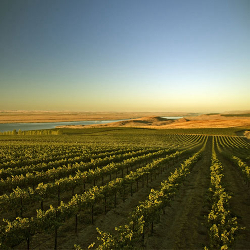 美国华盛顿州葡萄酒探秘 美国华盛顿州葡萄酒探秘