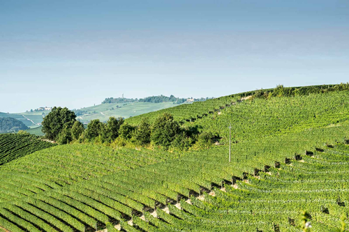 意大利三大顶级产区,你都认识吗? 意大利三大顶级产区,你都认识吗?