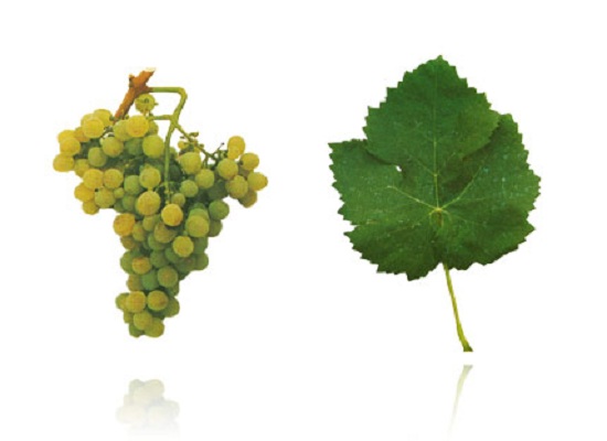 白阿萨里奥(Assario Branco)