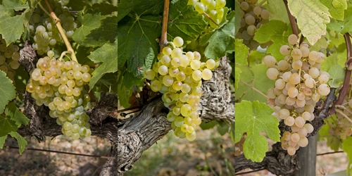 克莱雷品种介绍