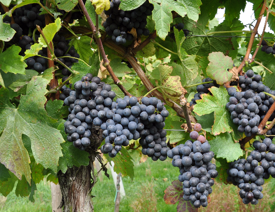 十大最匪夷所思的葡萄酒风味，你品得出吗？