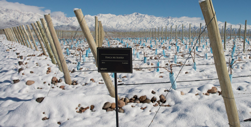 三个关键词带你认识阿根廷葡萄酒