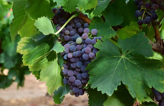 卡拉多克(Caladoc)