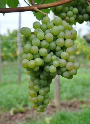 特比安娜(Turbiana)