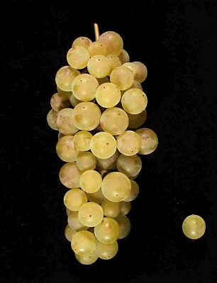 白巴科(Baco Blanc)