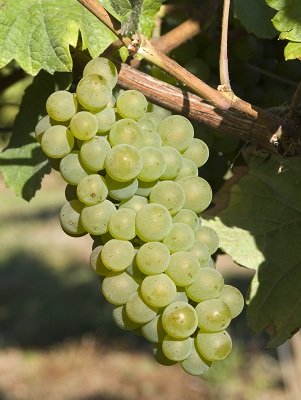 弗雷莎美(Freisamer)