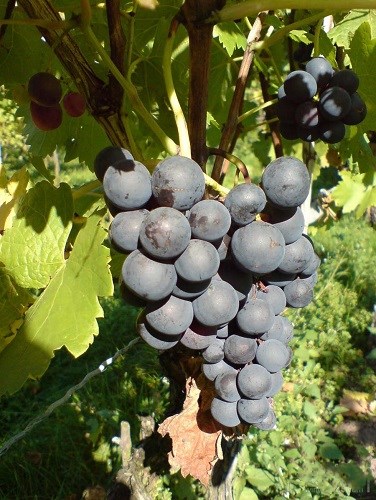 详解德国主要红葡萄品种