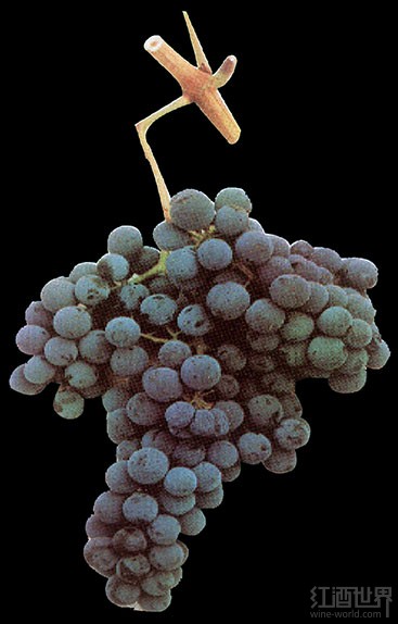 罗丽红(Tinta Roriz)