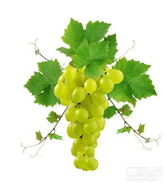 维斯派罗(Vespaiolo)