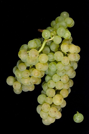 皇家姑娘(Feteasca Regala)