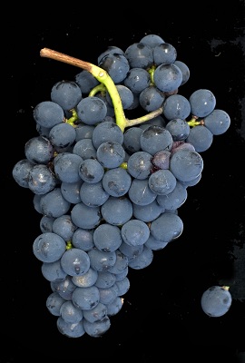 贝夏丽丝(Bouchales)