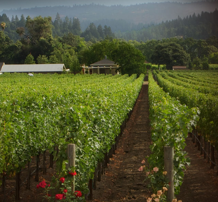 葡萄园为什么要种玫瑰？