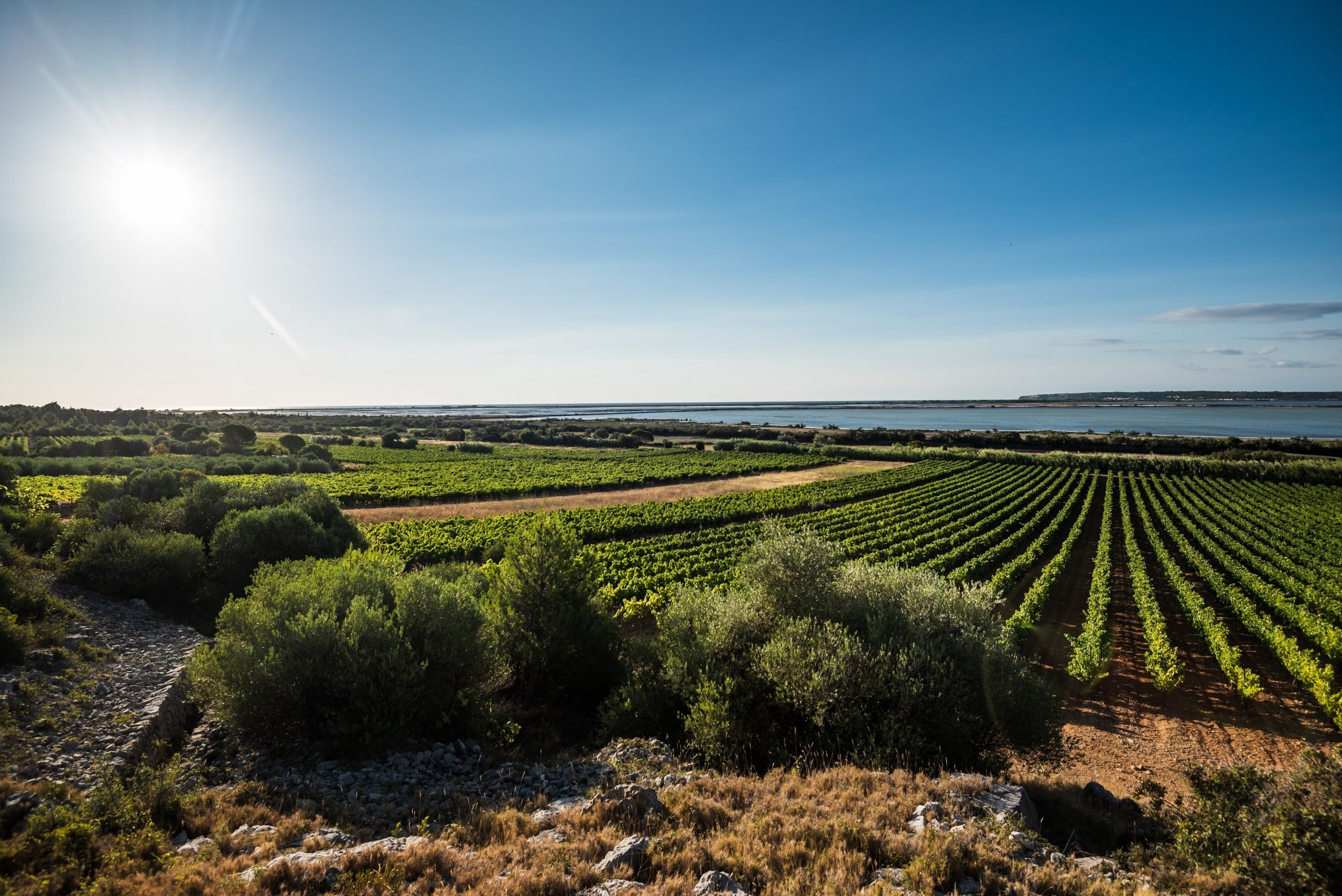 菲图：南法的精品佳丽酿产区