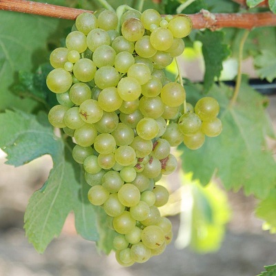 卡塔拉托(Catarratto)