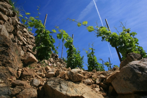 北罗讷八大特级村之圣约瑟夫