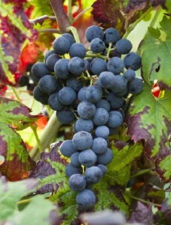 盘点深色红葡萄酒（上）