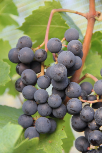 夸歌利亚(Quagliano)