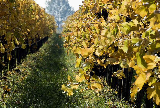 雷司令经典产区一览