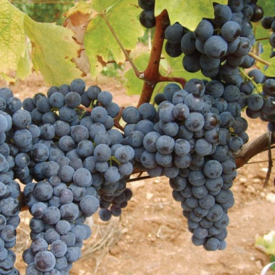 卡莱斯(Kalecik Karasi)