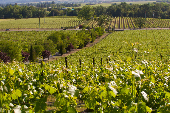 不要机器要手工，你是这样的辛格罗酒庄