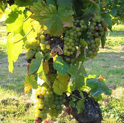 莫里欧麝香(Morio-Muskat)