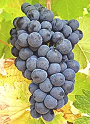 凯诺珠(Caino Redondo)