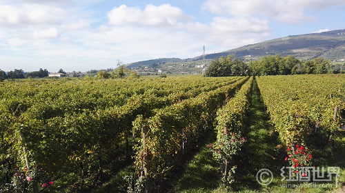 一句话概括旧世界葡萄酒生产国的特色