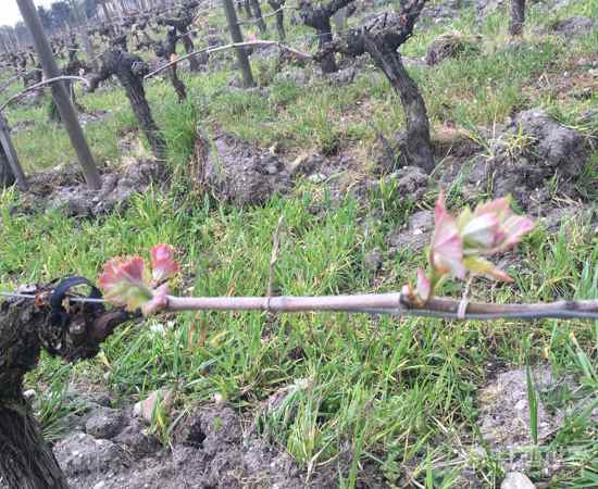 葡萄藤的一年四季