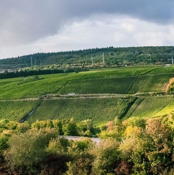 施洛斯古迪尔酒庄