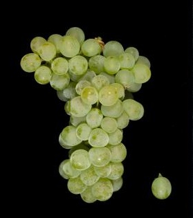 萨瓦涅(Savagnin)
