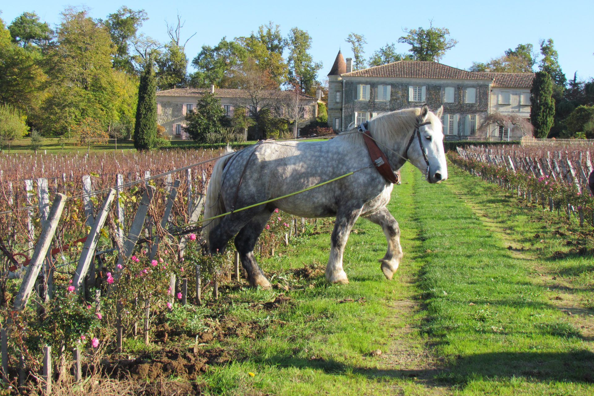 葡萄园为什么要种玫瑰？