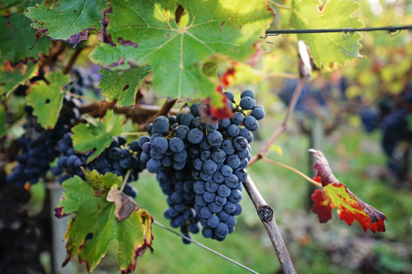 详解纽约州葡萄酒